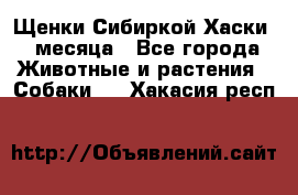 Щенки Сибиркой Хаски 2 месяца - Все города Животные и растения » Собаки   . Хакасия респ.